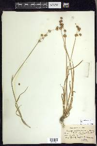 Juncus ensifolius var. montanus image