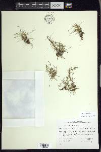 Juncus subtilis image