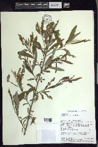 Salix caroliniana image