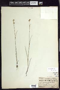 Juncus scirpoides image