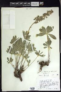 Lupinus polyphyllus image