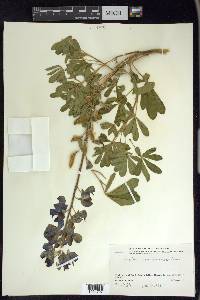 Lupinus nootkatensis image