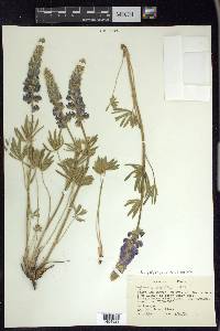 Lupinus polyphyllus var. humicola image
