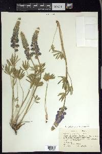 Lupinus polyphyllus image