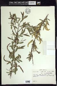 Salix caroliniana image