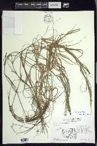 Juncus repens image