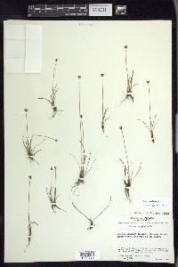 Juncus triglumis image