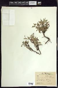 Salix cascadensis image