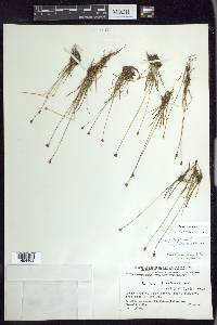 Juncus triglumis image