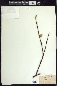 Salix drummondiana image