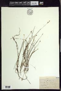 Juncus stygius image