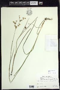 Juncus ensifolius var. montanus image