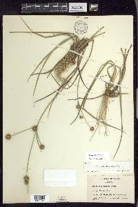 Juncus validus image