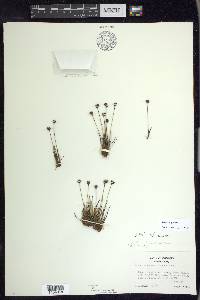 Juncus triglumis image