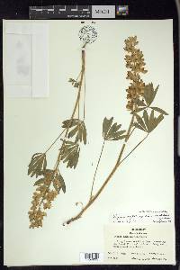 Lupinus polyphyllus image