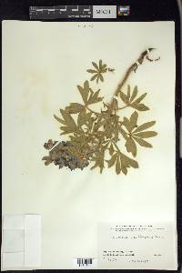 Lupinus nootkatensis image