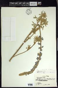 Lupinus sericeus image