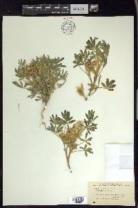 Lupinus pusillus image