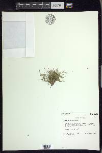 Juncus subtilis image