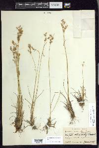 Juncus secundus image