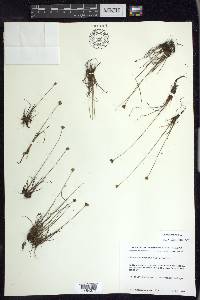 Juncus triglumis image