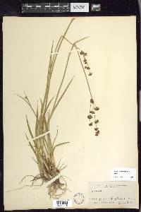 Juncus ensifolius var. montanus image