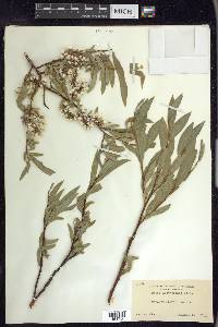 Salix eastwoodiae image