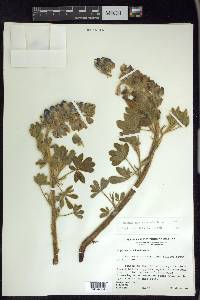 Lupinus nootkatensis image