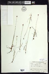 Juncus triglumis image