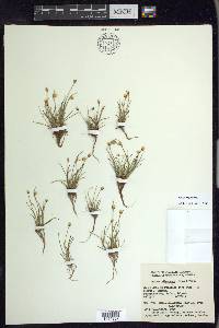 Juncus triglumis image