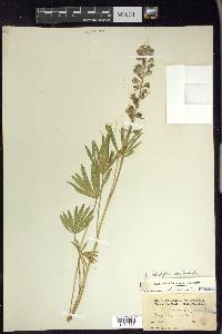 Lupinus polyphyllus image