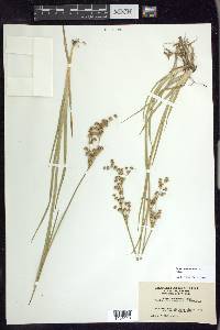 Juncus ensifolius var. montanus image