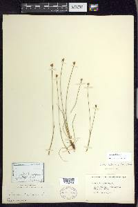 Juncus triglumis image