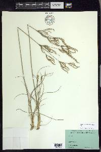 Juncus secundus image