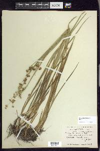 Juncus ensifolius var. montanus image