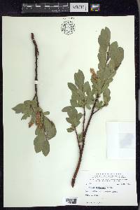 Salix commutata image