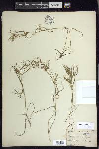Juncus repens image