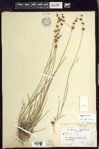 Juncus ensifolius var. montanus image