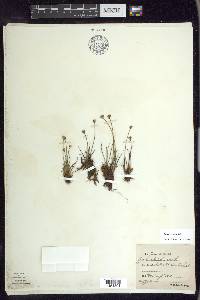 Juncus triglumis image