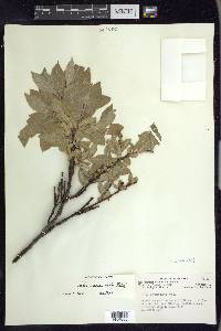 Salix commutata image