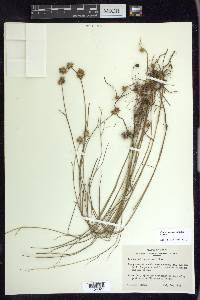 Juncus texanus image