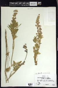 Lupinus polyphyllus var. humicola image