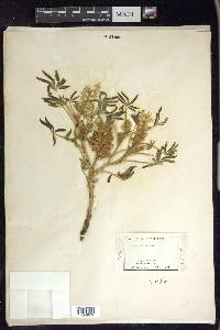 Lupinus pusillus image