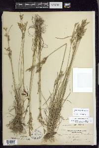 Juncus secundus image