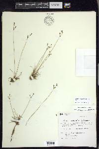 Juncus secundus image