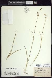 Juncus ensifolius var. montanus image