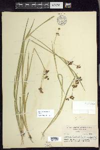 Juncus ensifolius var. montanus image