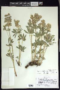 Lupinus polyphyllus image