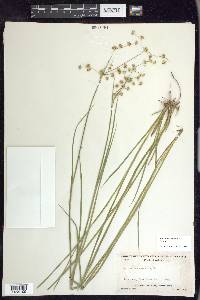 Juncus ensifolius var. montanus image