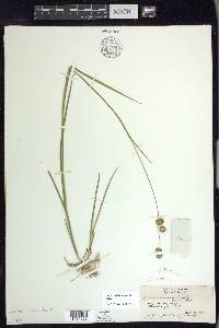 Juncus ensifolius var. montanus image